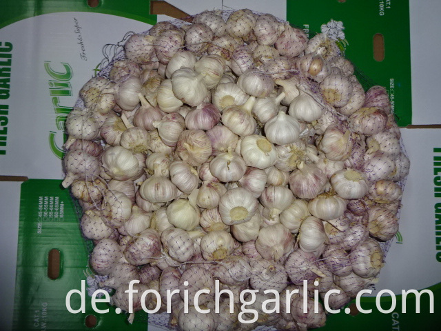 Fresh Garlic 5 5cm